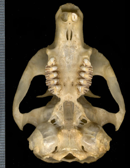 Cynomys