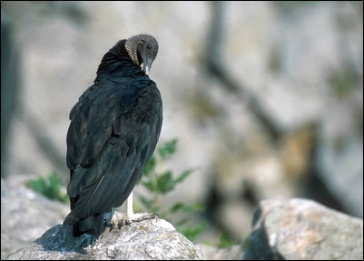 Black Vulture, photograph by John J. Mosesso