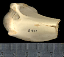 Humerus head, Coragyps atratus atratus