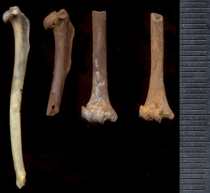Three fossil Desmodus stockii humeri specimens compared to that of Desmodus rotundus
