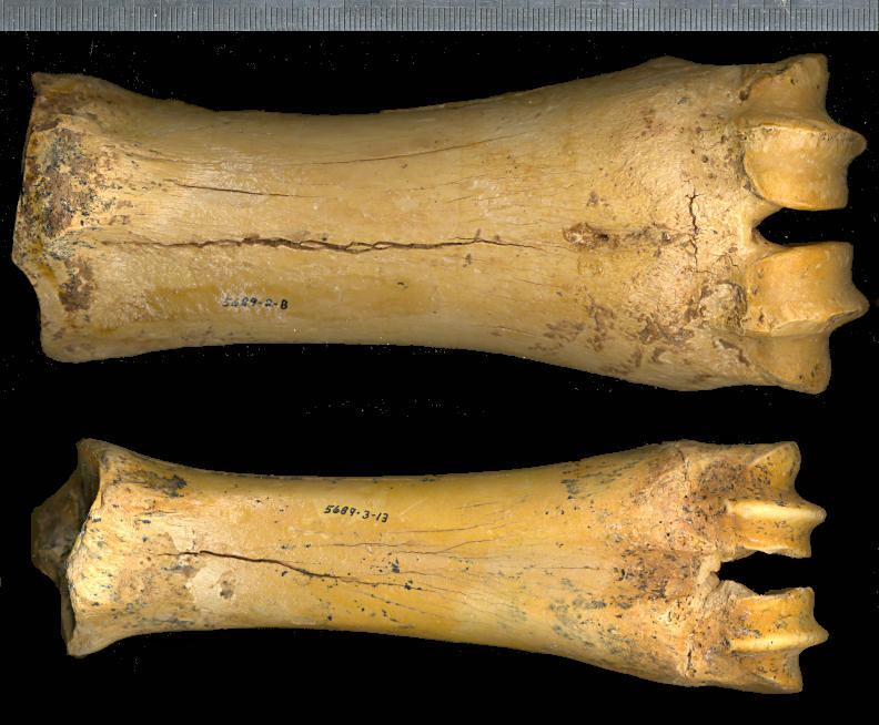 Anterior and posterior cannonbones of Euceratherum