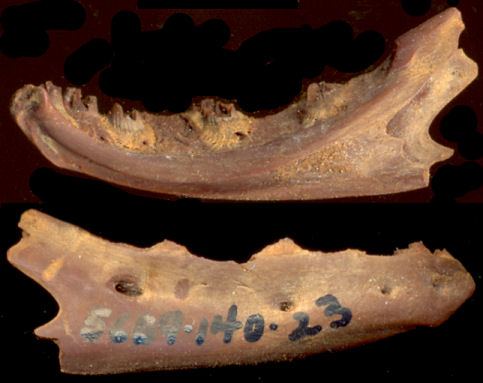 Right dentary of Heloderma suspectum from U-Bar Cave, Hidalgo Co., NM.