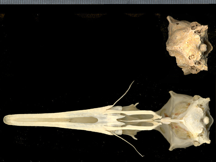 Skull of Common Mrganser and posterior cranium of a fossil merganser