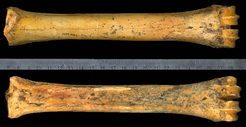 Anterior and posterior views of the anterior cannonbone of Navahoceros fricki from U-Bar Cave