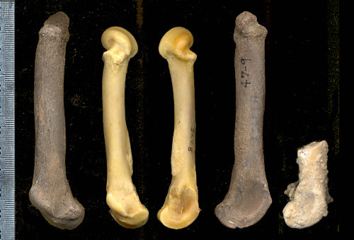 Comparison of MC IV of Panthera leo with fossil Panthera atrox and fossil Panthera onca