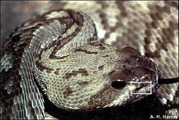 Head of Black-tailed Rattlesnake showing the pit