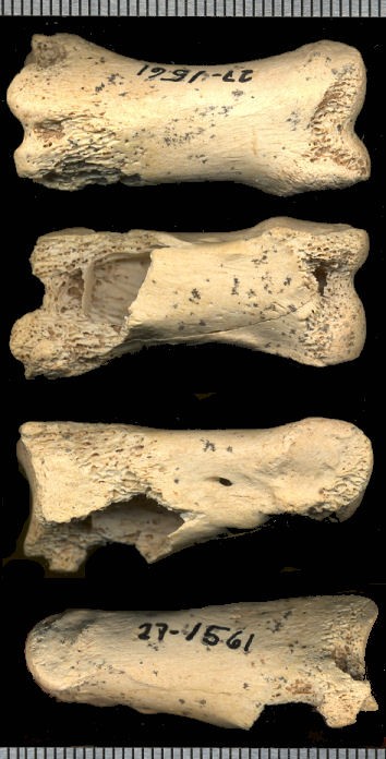 Platygonus phalanx