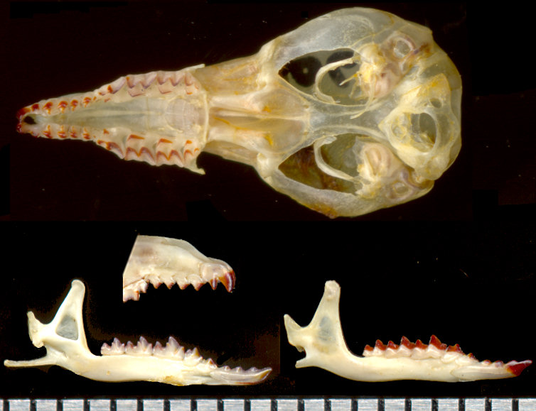 Sorex cinereus skull and mandibles