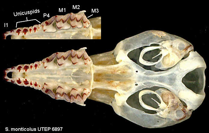 Ventral view of the skull of Sorex monticolus with teeth labeled