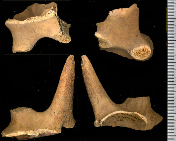 Fragments of frontal bones with horn core and base of horn core of Stockoceros conklingi