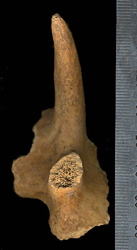 Dorsal view of left frontal of Stockoceros conklingi with anterior horn core and base of posterior horn core