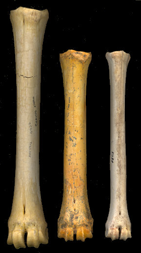 Comparison of anterior cannonbones of Cervus elaphus, Navahoceros fricki, and Odocoileus hemionus