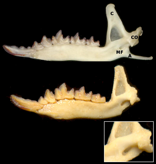 Sorex montanus and Sorex merriami lower jaws, medial view