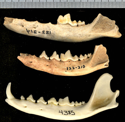 Comparison of fossil Vulpes velox dentaries with modern V. macrotis dentary