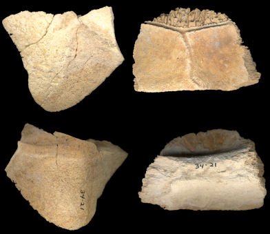 Marginal and portion of the plastron of presumed Gopherus