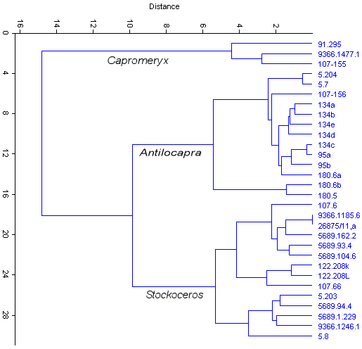 Similarity diagram of antilocaprid first phalanges
