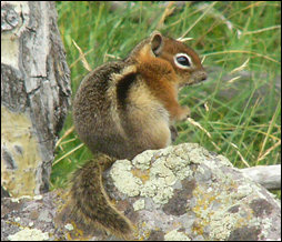 Golden-mantled Ground Squirrel, photo by Sally King, NPS