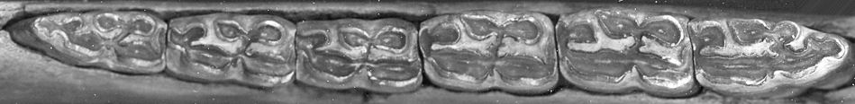 Lower right toothrow of Equus cumminsii