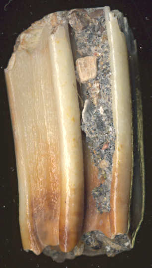 Tooth of Equus ? francisci