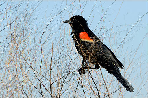 Red-winged Blackbird photo by Geoff Gallice