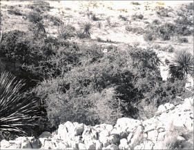 Bison Sink, the origin of deposits in Dry Cave localities