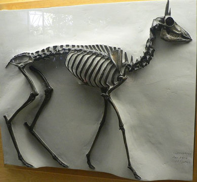 Capromeryx minor skeleton, Rancho La Brea