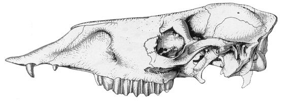 National Park Service drawing of Camelops skull
