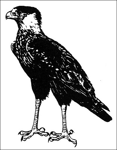 Poster showing a Caracara