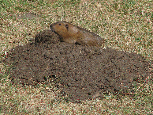 Thomomys bottae, photo by stonebird