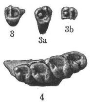 Teeth of Otospermophilus bensoni