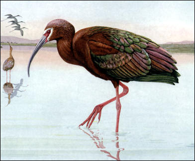 Watercolor of White-faced Ibis