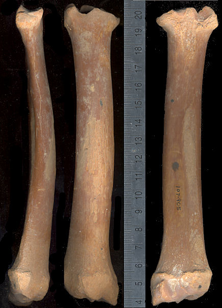 Left radius, Oreamnos harringtoni