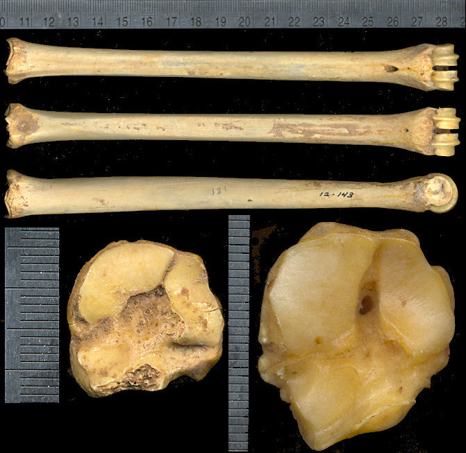 Four views of the metatarsal of Stockoceros conklingi