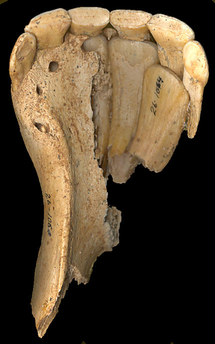 Equus deciduous and permanent incisors lacking infundibula