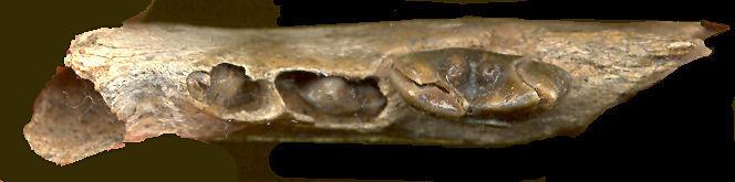 Left dentary of fossil felid tentatively assigned to Lynx rufus.