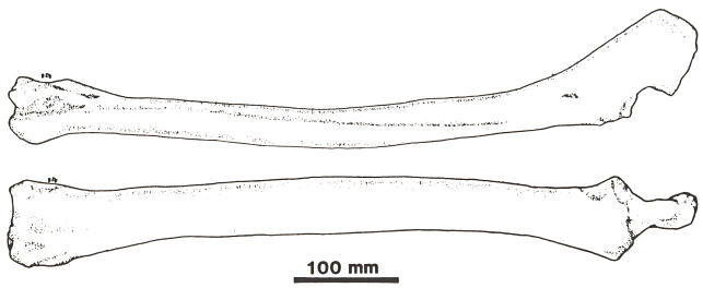Right radio-ulna of Blancocamelus meadei