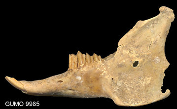 Dentary of Sylvilagus floridanus from Mystery Light Cave