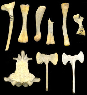 Scaphiopus