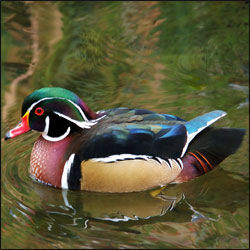 NPS photograph of Aix sponsa (Wood Duck)