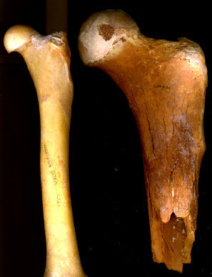 Femur of modern Ursus americanus and proximal femur of Arctodus simus
