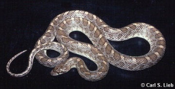 Arizona elegans, photograph by Carl S Lieb