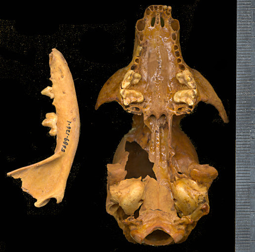 Skull and dentary of fossil Bassariscus astutus