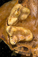 Right P4 and M1 of fossil Bassariscus astutus