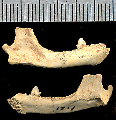 Right dentary of, cf. Spilogale