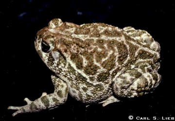 Anaxyrus cognatus photo by Carl S. Lieb