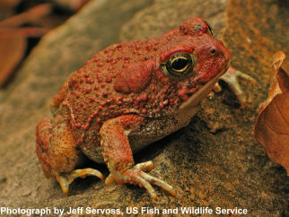 Anaxyrus microscaphus, photo by Jeff Servoss, US Fish and Wildlife Service