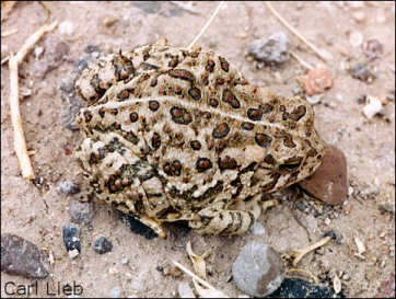 Anaxyrus woodhousii photo by Carl S. Lieb