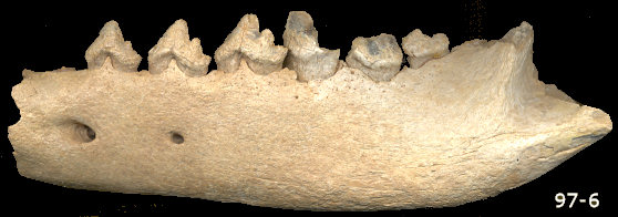 Partial left dentary of Canis armbrusteri