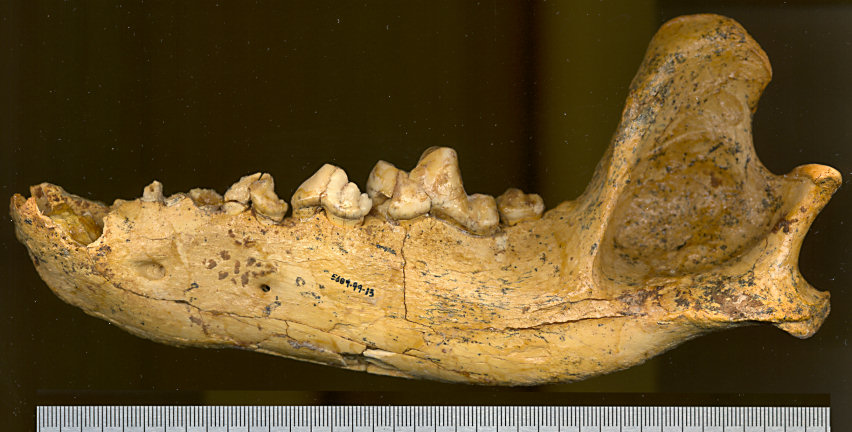 Left dentary of Canis dirus