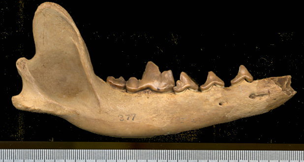 Right dentary of Canis latrans